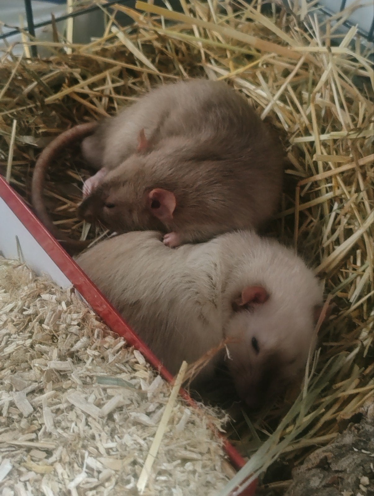 Twee ratten, man, evt met kooi, Dieren en Toebehoren, Knaagdieren, Rat, Mannelijk, Januari, Tam