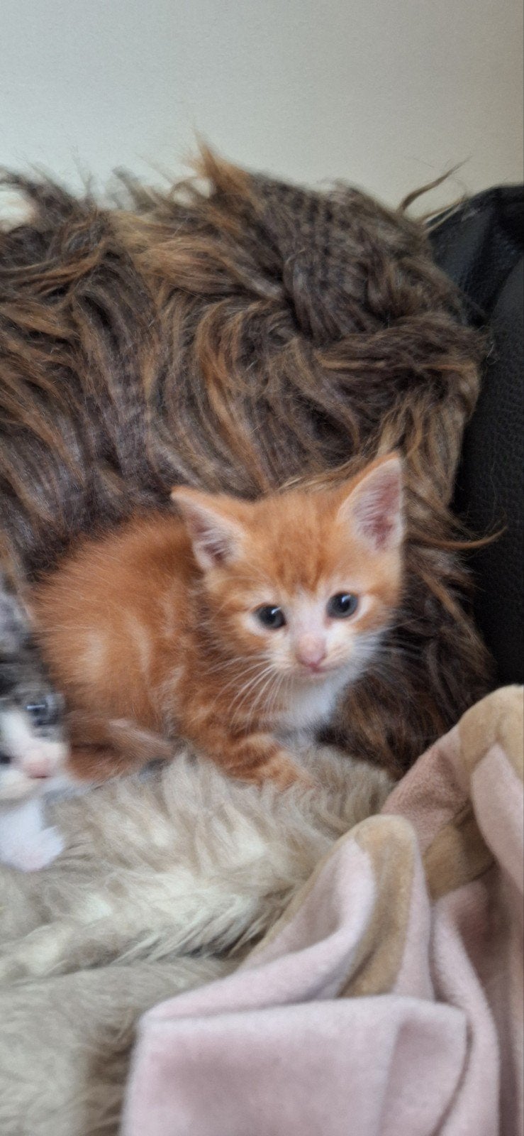 kittens te koop, Dieren en Toebehoren, 0 tot 2 jaar