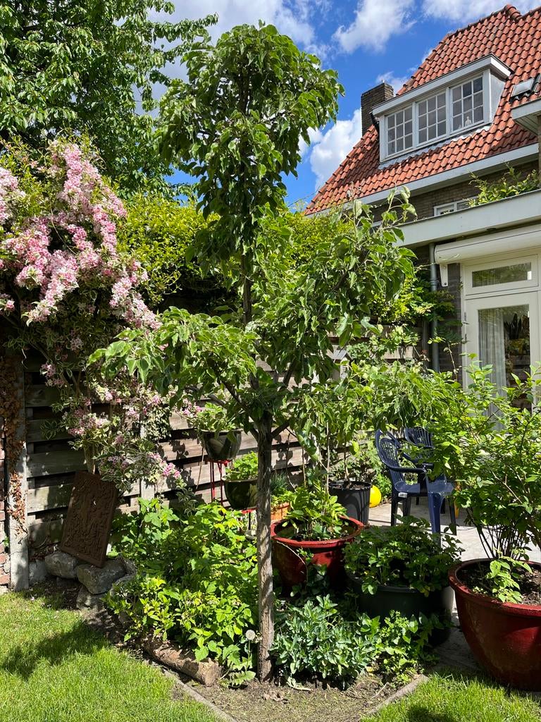Sierpeer gratis uitgraven, Overige soorten, Lente, 250 tot 400 cm, Ophalen