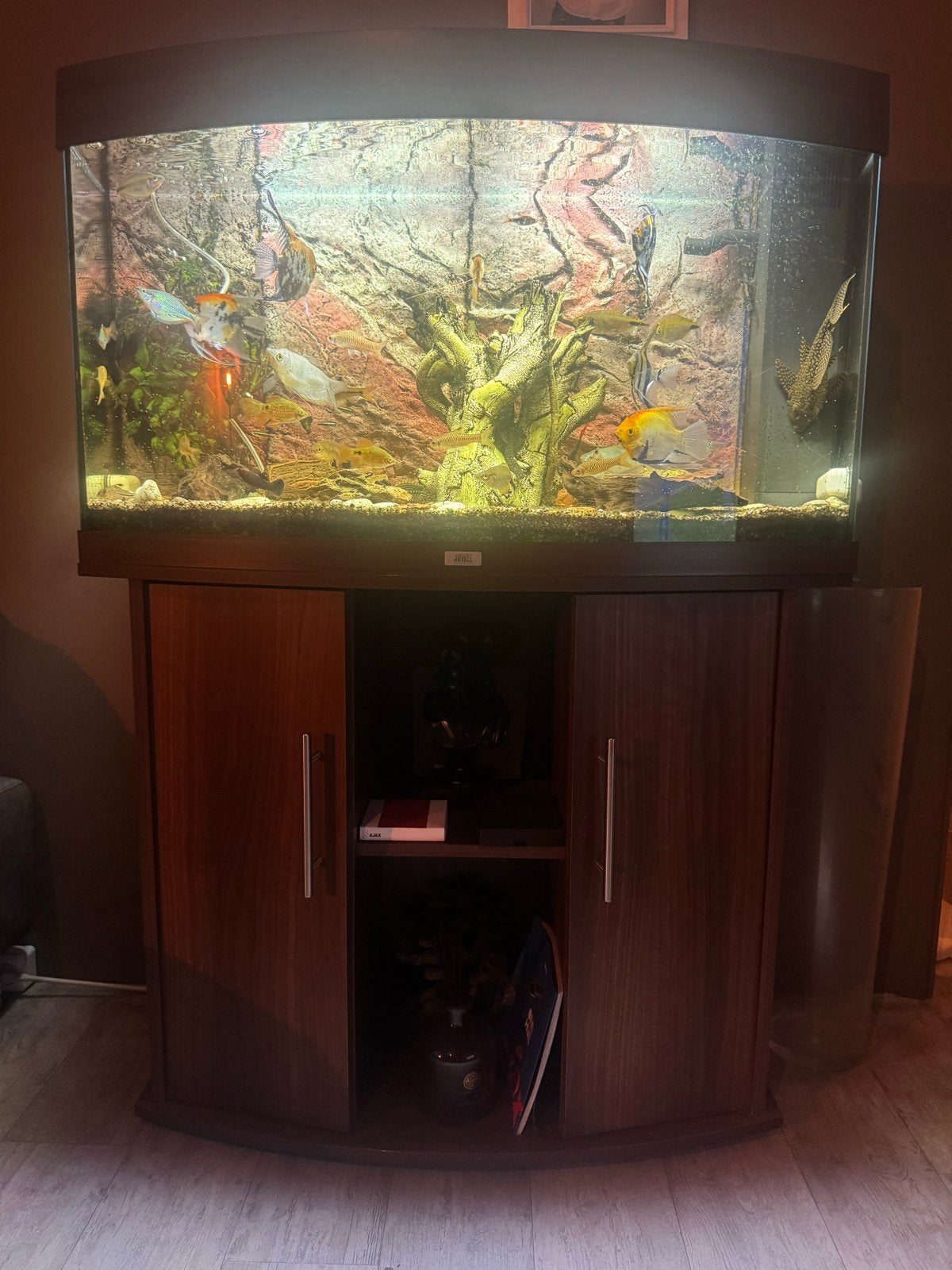 Juwel 240L panorama met visbestand, Vis, Zoetwatervis, Schoolvis