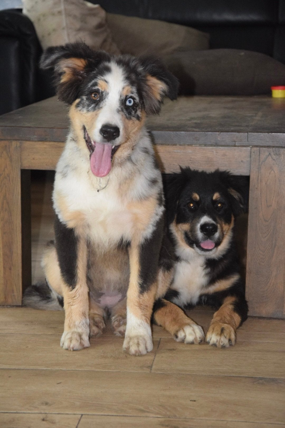 X australian shepherd, Parvo, 15 weken tot 1 jaar, Teef, Groot