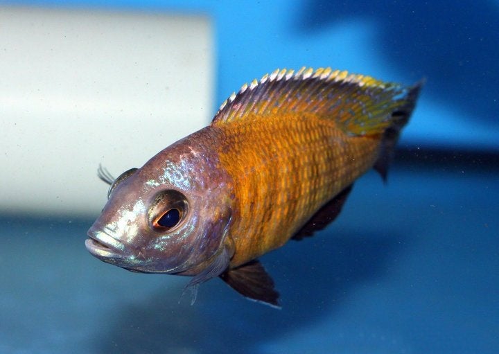 Malawi Cichliden: Placidochromis electra Superior Mandalawi, Dieren en Toebehoren, Vis, Zoetwatervis