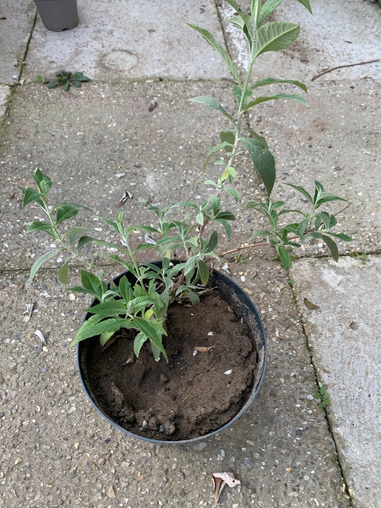 Vlinderstruik paars / roze nummer 2, Tuin en Terras, Planten | Struiken en Hagen, Ophalen, Vlinderstruik, Struik, Minder dan 100 cm