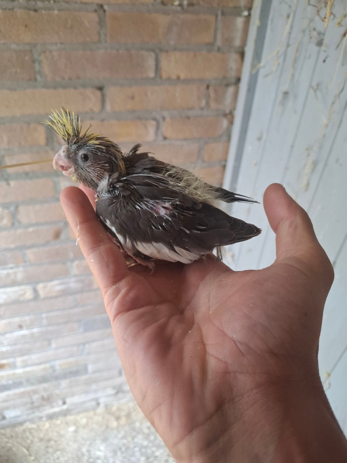 2 Jonge valkparkieten te koop: 32,50 euro, Dieren en Toebehoren, Meerdere dieren, Parkiet