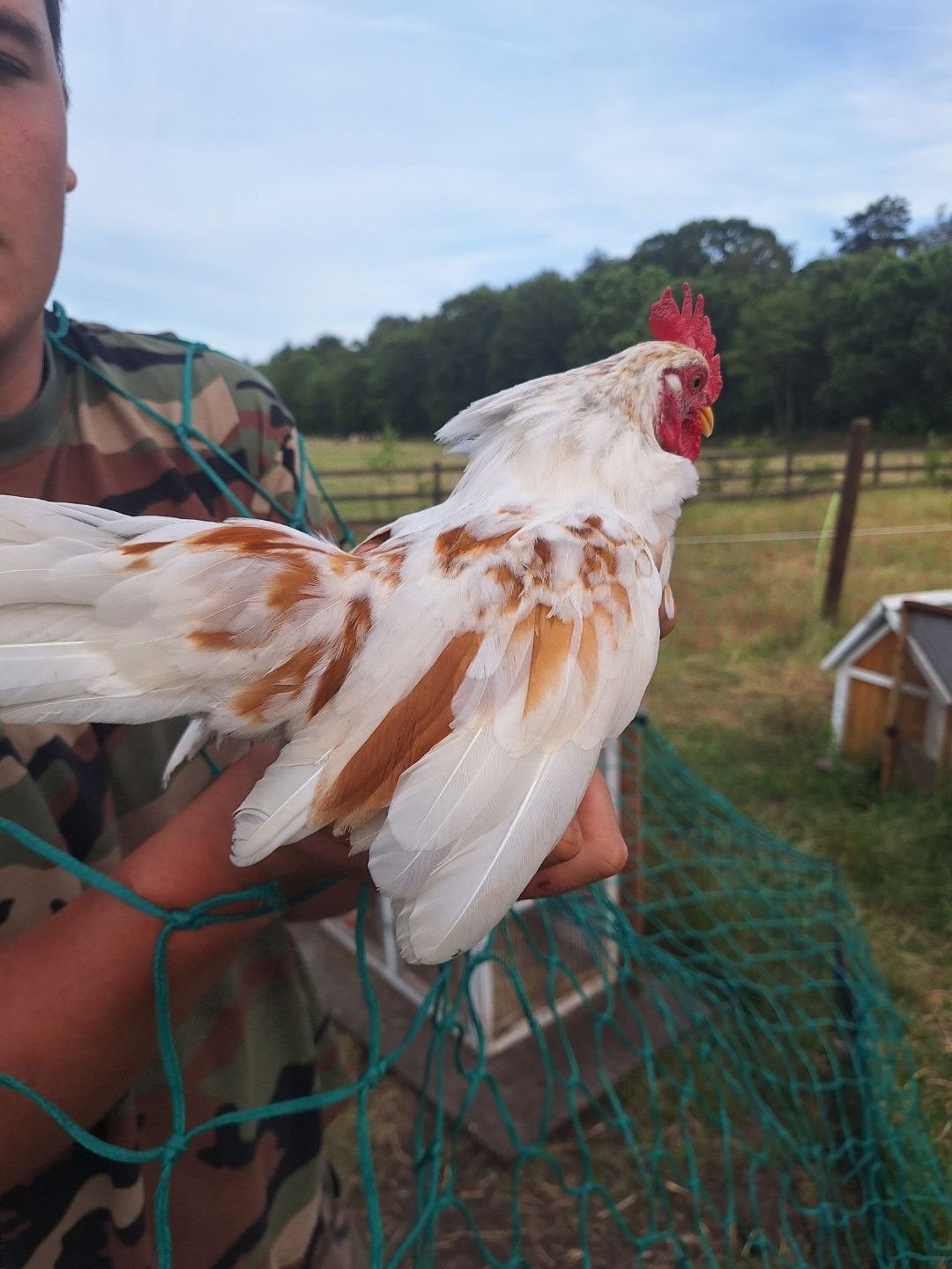 Gladveer serama haan te koop, Dieren en Toebehoren, Meerdere dieren, Kip