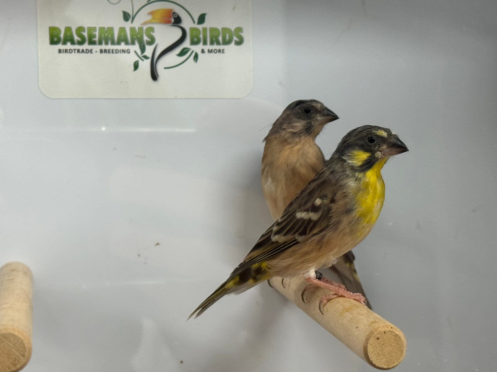Citroenborst edelzangers - Crithagra citrinipectus, Meerdere dieren, Tropenvogel, Geringd
