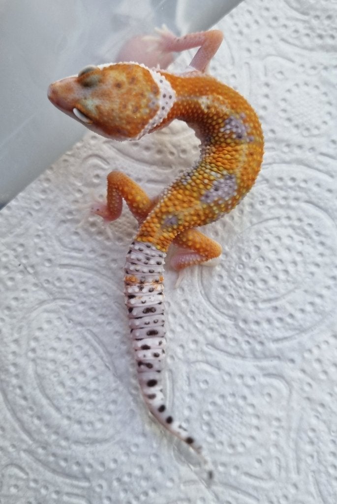 1.0 purple head x w&y bell albino luipaardgekko