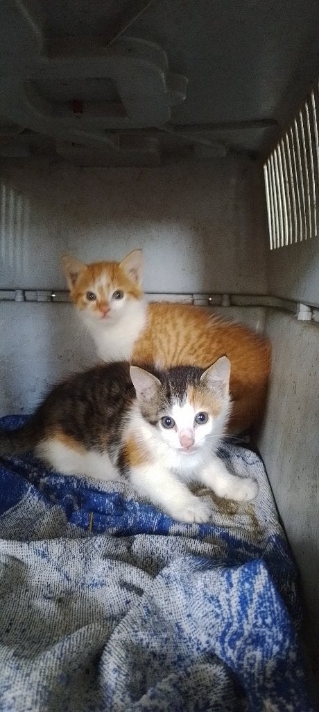 kittens, Meerdere dieren, Ontwormd, 0 tot 2 jaar