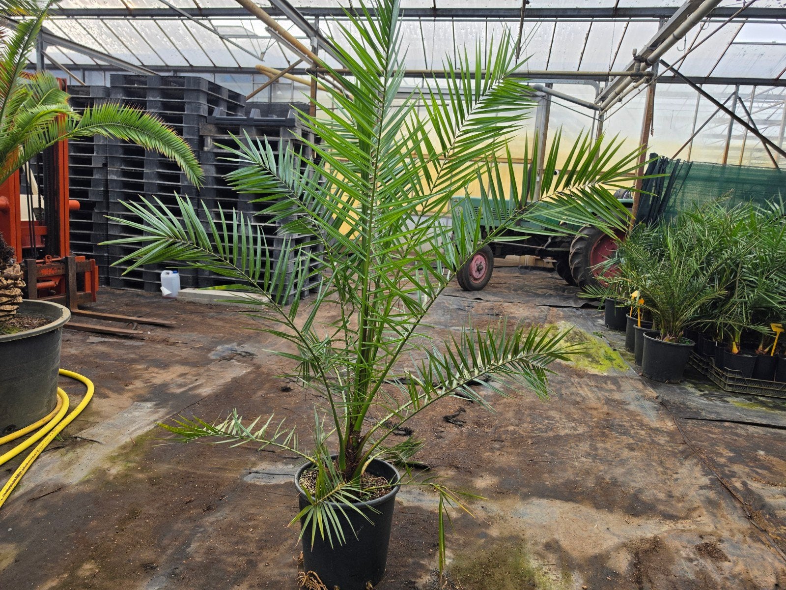 Partij Phoenix canariensis 200 stuks, Ophalen, Volle zon, Palmboom, 100 tot 250 cm