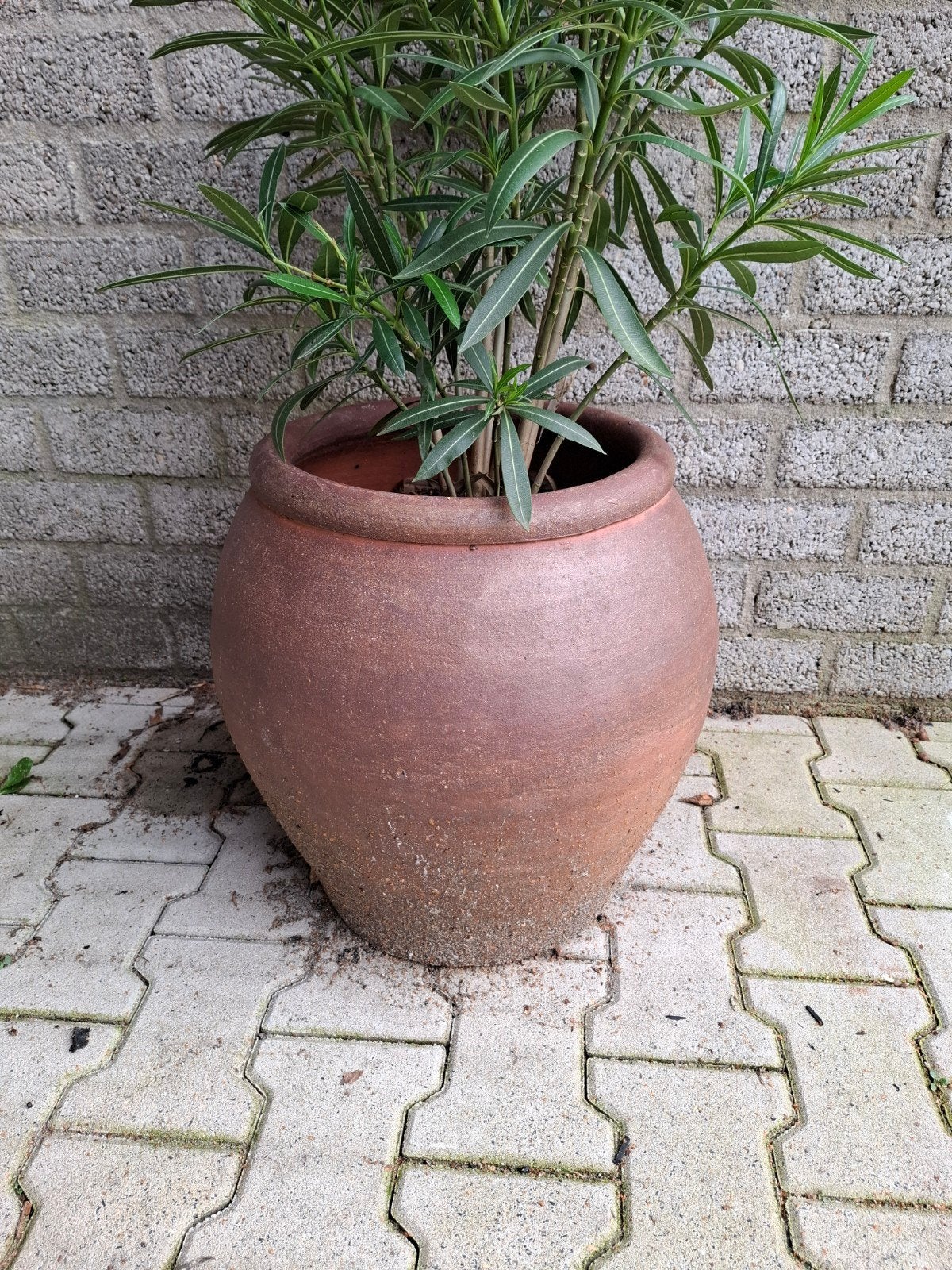 Grote terracotta bloempot met plant, Ophalen, Gebruikt, 40 cm of meer, Rond