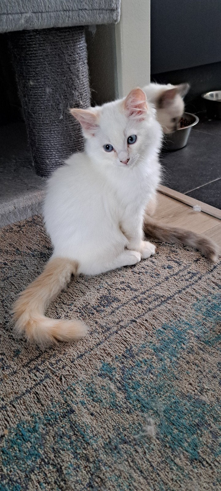 Ragdoll katertjes, stamboom, creme, blue kampioenslijn, Dieren en Toebehoren, Katten en Kittens | Raskatten | Langhaar, Kater