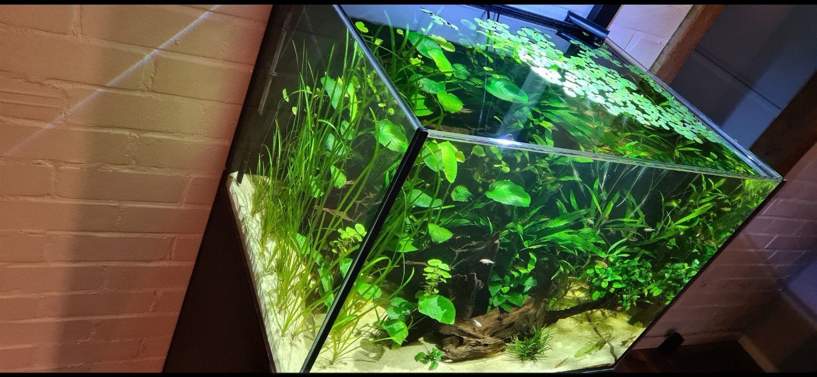 aquarium zeer compleet, Ophalen, Zo goed als nieuw, Gevuld zoetwateraquarium