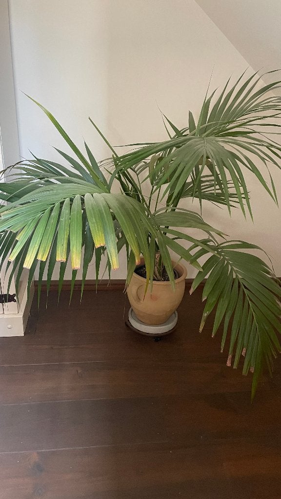 Chinese waaierpalm (Trachycarpus Fortunei Frosty), Huis en Inrichting, Kamerplanten, Ophalen, 100 tot 150 cm, Palm, Halfschaduw