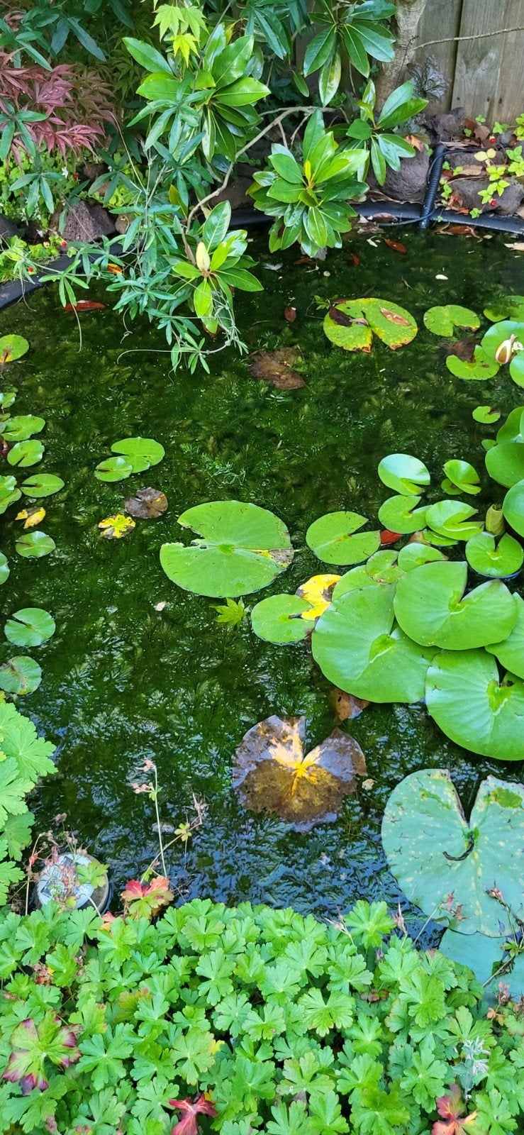 Zuurstofplanten vijver, Tuin en Terras, Vijvers, Ophalen