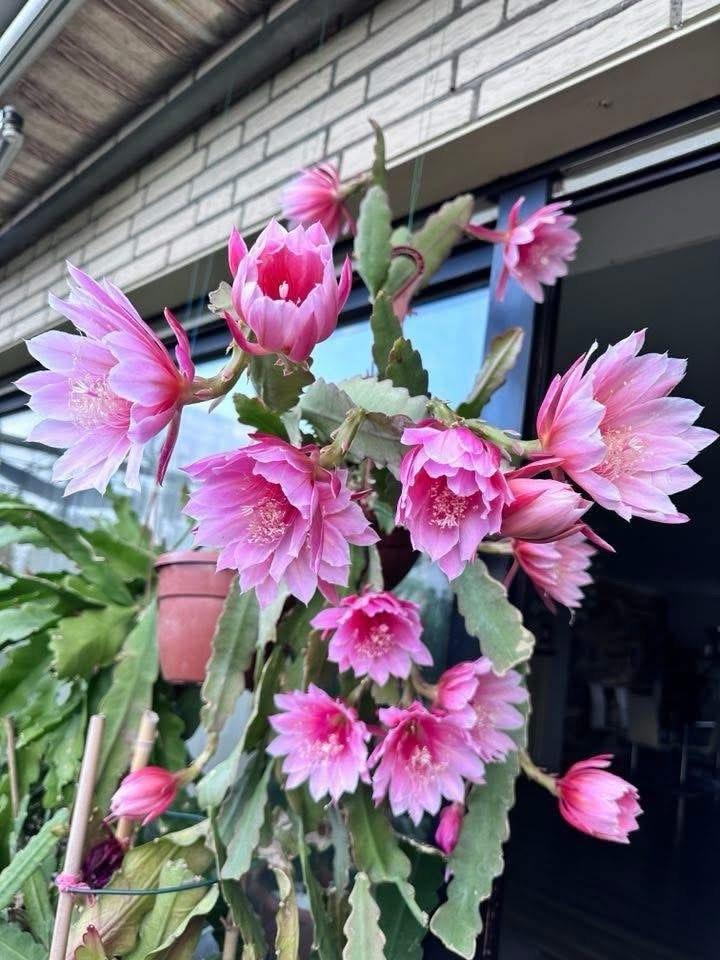 cactus - Epiphyllum SAKURAHIME, Ophalen of Verzenden, Cactus, Volle zon, Minder dan 100 cm