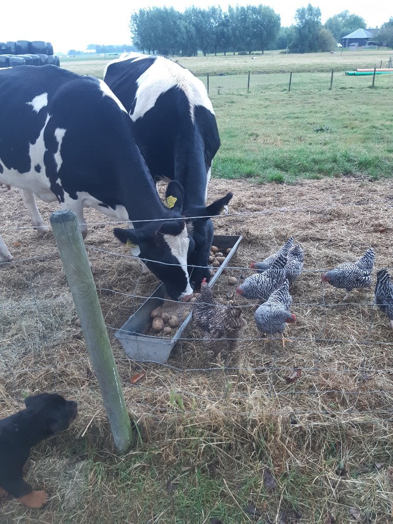 Amrock krielhaan, Dieren en Toebehoren, Mannelijk, Kip