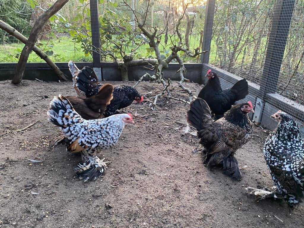 Broedeieren sabelpootkriel, Dieren en Toebehoren, Geslacht onbekend, Kip