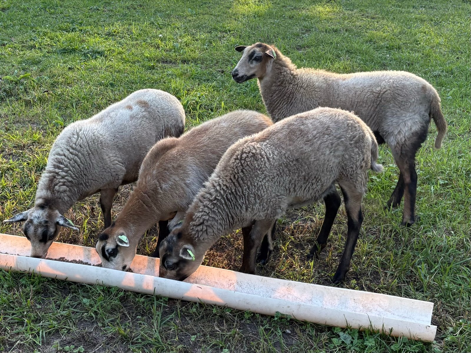 4 maasduinen ooilammeren zwoegervrij, Dieren en Toebehoren, Vrouwelijk, Schaap, 0 tot 2 jaar