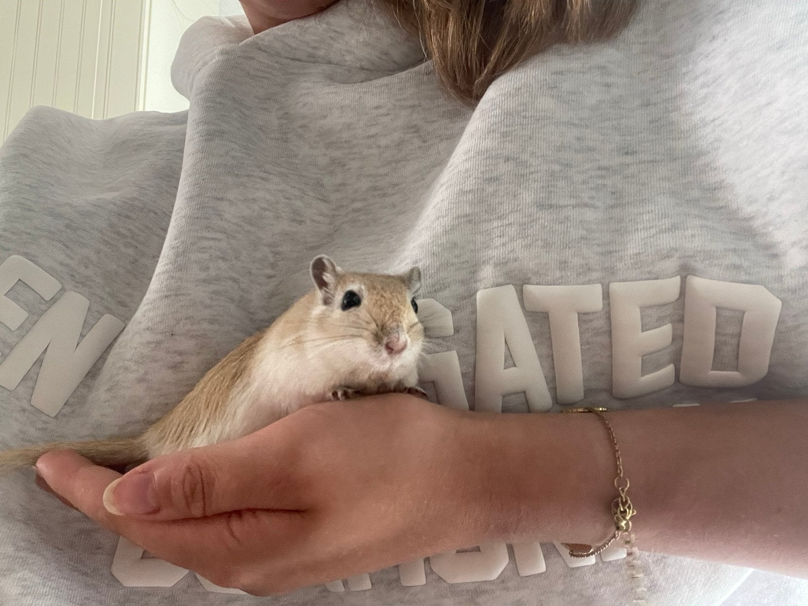 Gerbil mannetje 0,5 jaar (met terrarium of zonder), Dieren en Toebehoren, December, Mannelijk, Overige typen