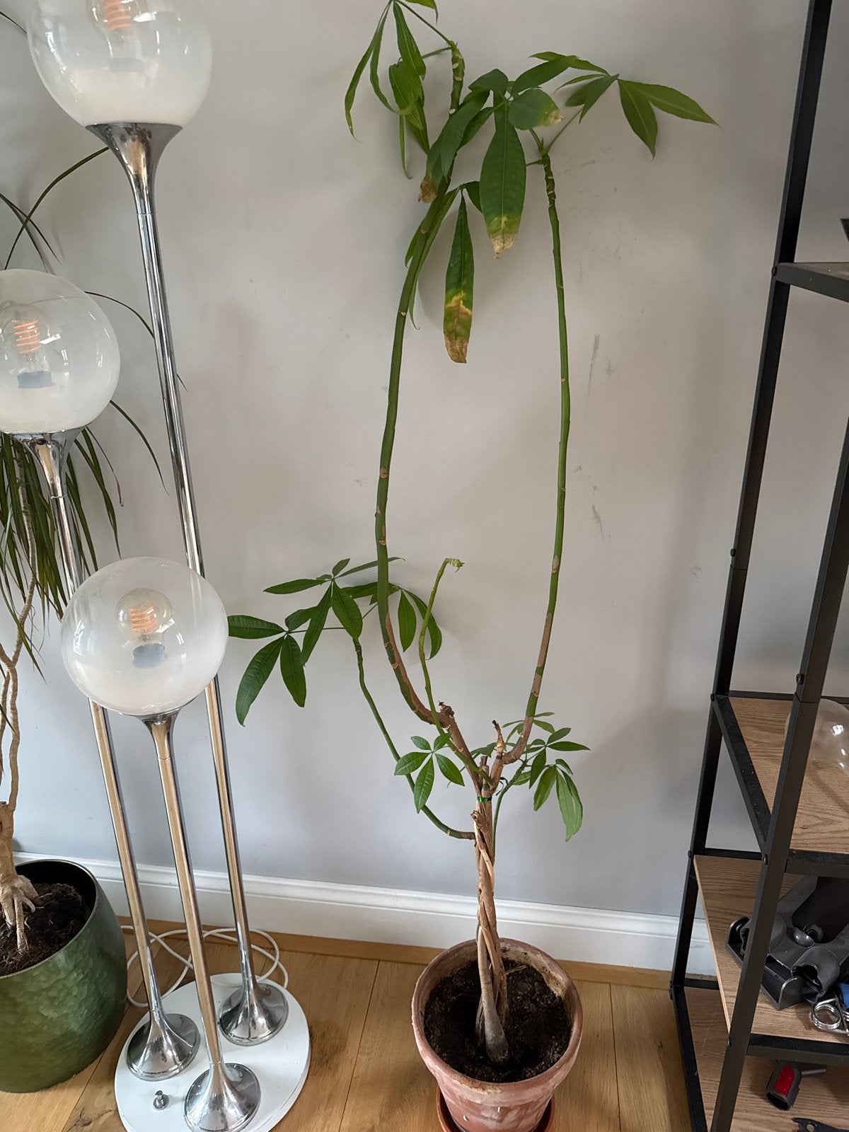 Grote Pachira Aquatica (Geldboom) in pot, Ophalen, 100 tot 150 cm, Overige soorten, Halfschaduw