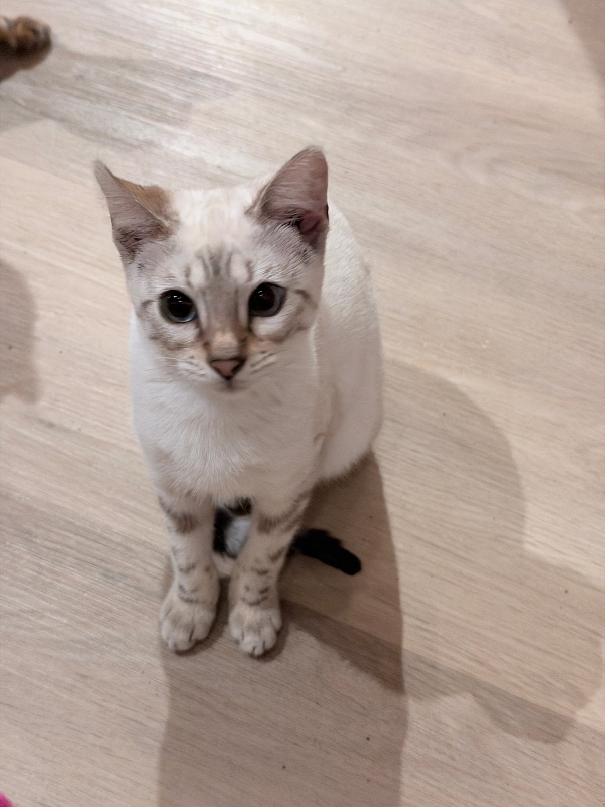 Bengaal- Snow Mink-2x en Een snow lynx met stamboom, Dieren en Toebehoren, Kater, Gechipt