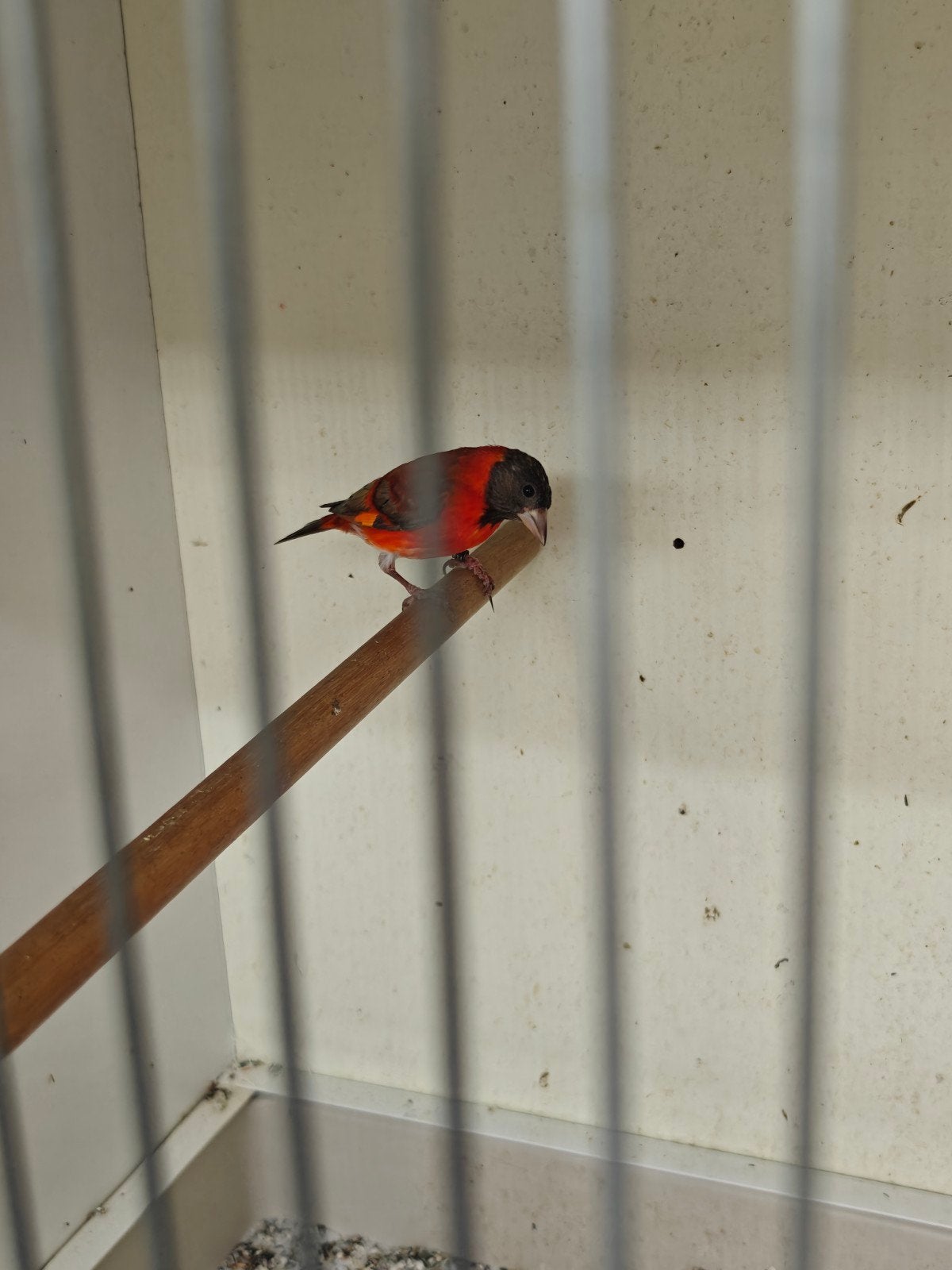 Koppel pastel kapoetsensijs, Meerdere dieren