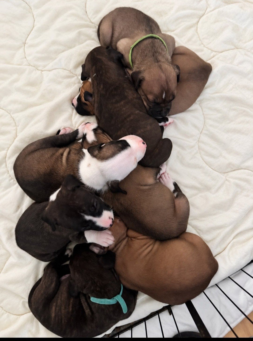 Stafford pups zoeken het perfecte gouden mandje., 8 tot 15 weken, American Staffordshire Terriër, Meerdere, Meerdere dieren