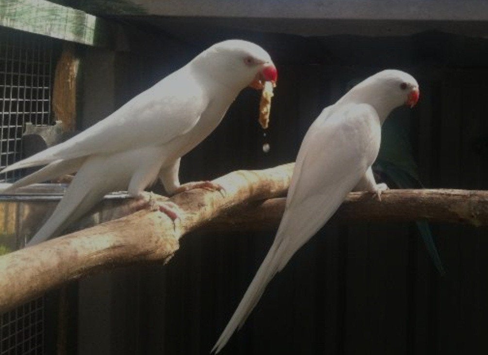 te koop 3 witte halsband parkieten, Dieren en Toebehoren, Meerdere dieren, Parkiet, Tam