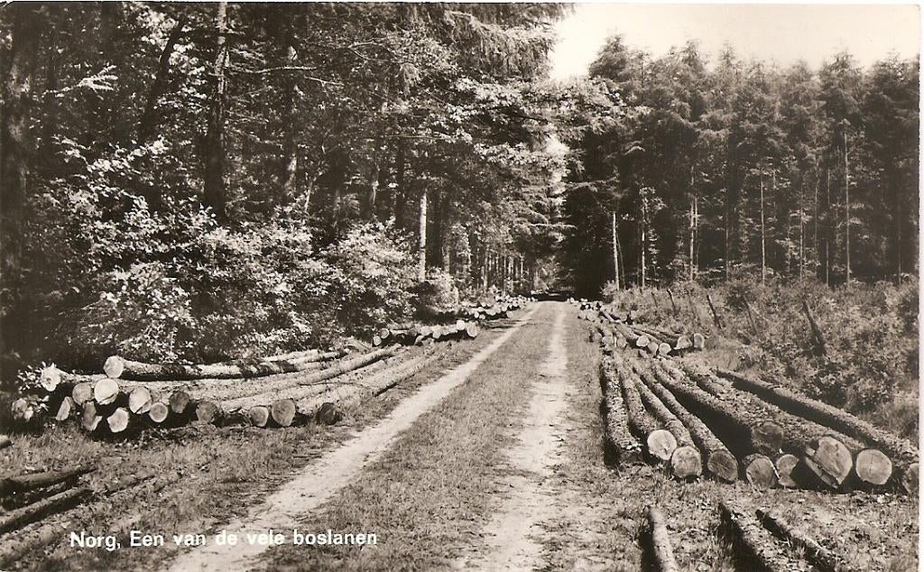 Norg, een van de vele boslanen, Ophalen of Verzenden, 1960 tot 1980, Gelopen, Drenthe