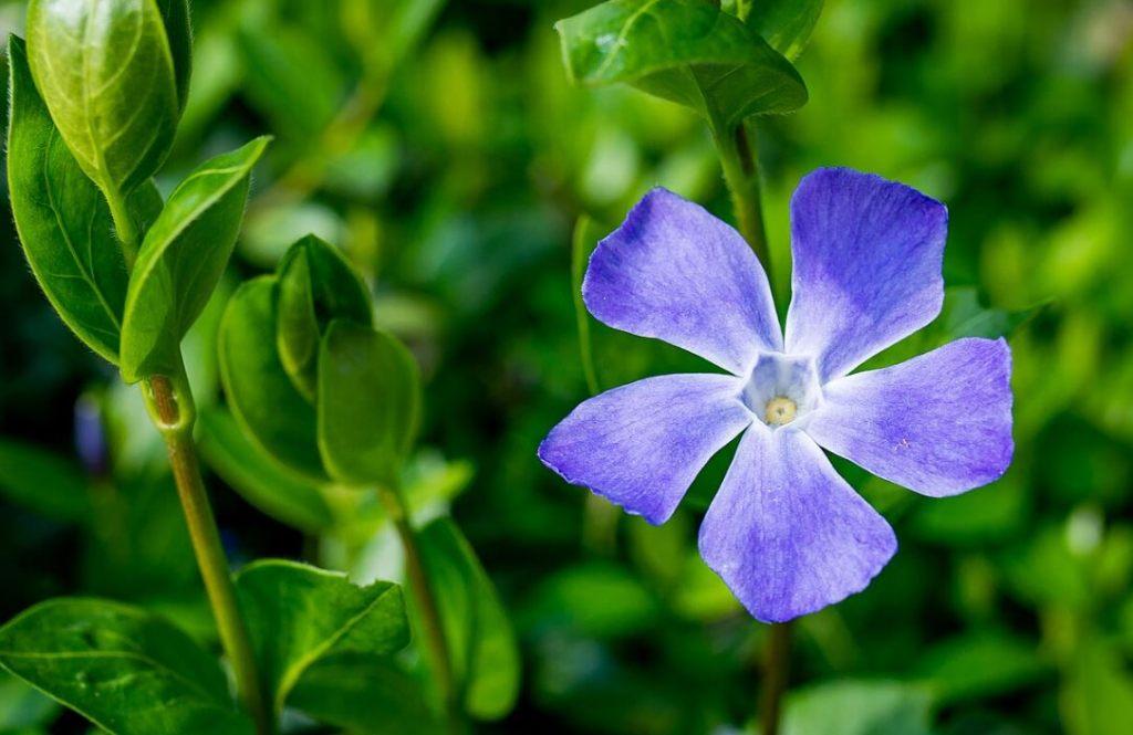 Maagdenpalm Vinca minor 'Atropurpurea', Tuin en Terras, Ophalen, Bodembedekkers, Vaste plant, Halfschaduw