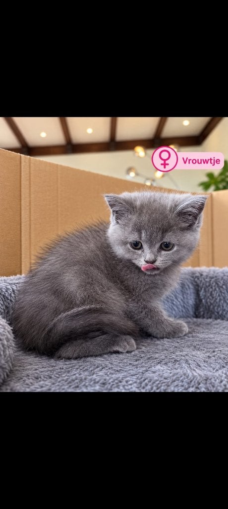 Britse korthaar kittens, Dieren en Toebehoren, Poes, 0 tot 2 jaar