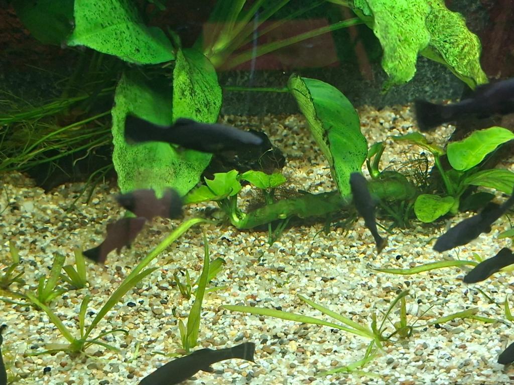 Mooie diepzwarte Black Mollies, Dieren en Toebehoren, Vissen | Aquariumvissen, Vis