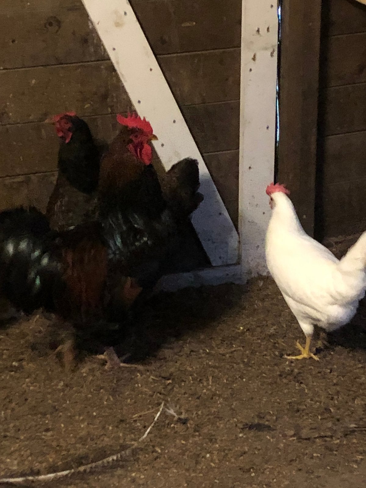 Barnevelder toom