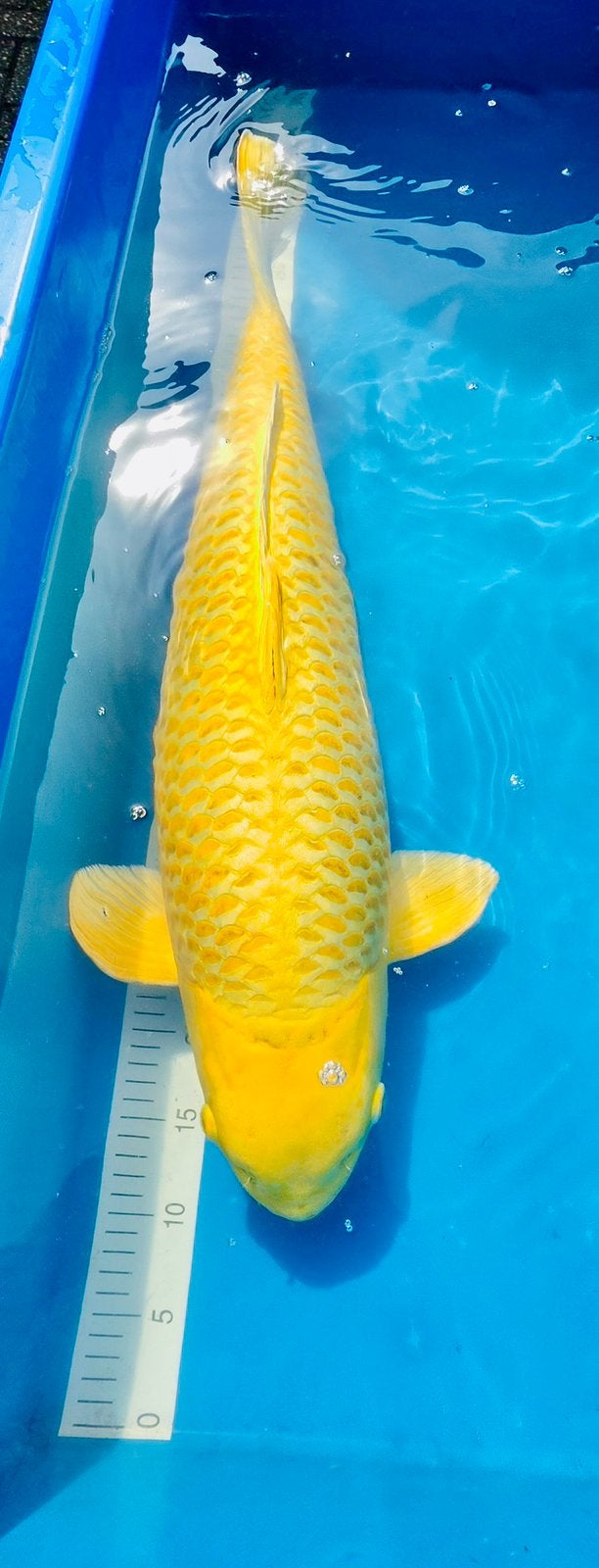 Japanse koi, Yamabuki ogon Izumya, Dieren en Toebehoren, Vissen | Vijvervissen, Karper of Koi