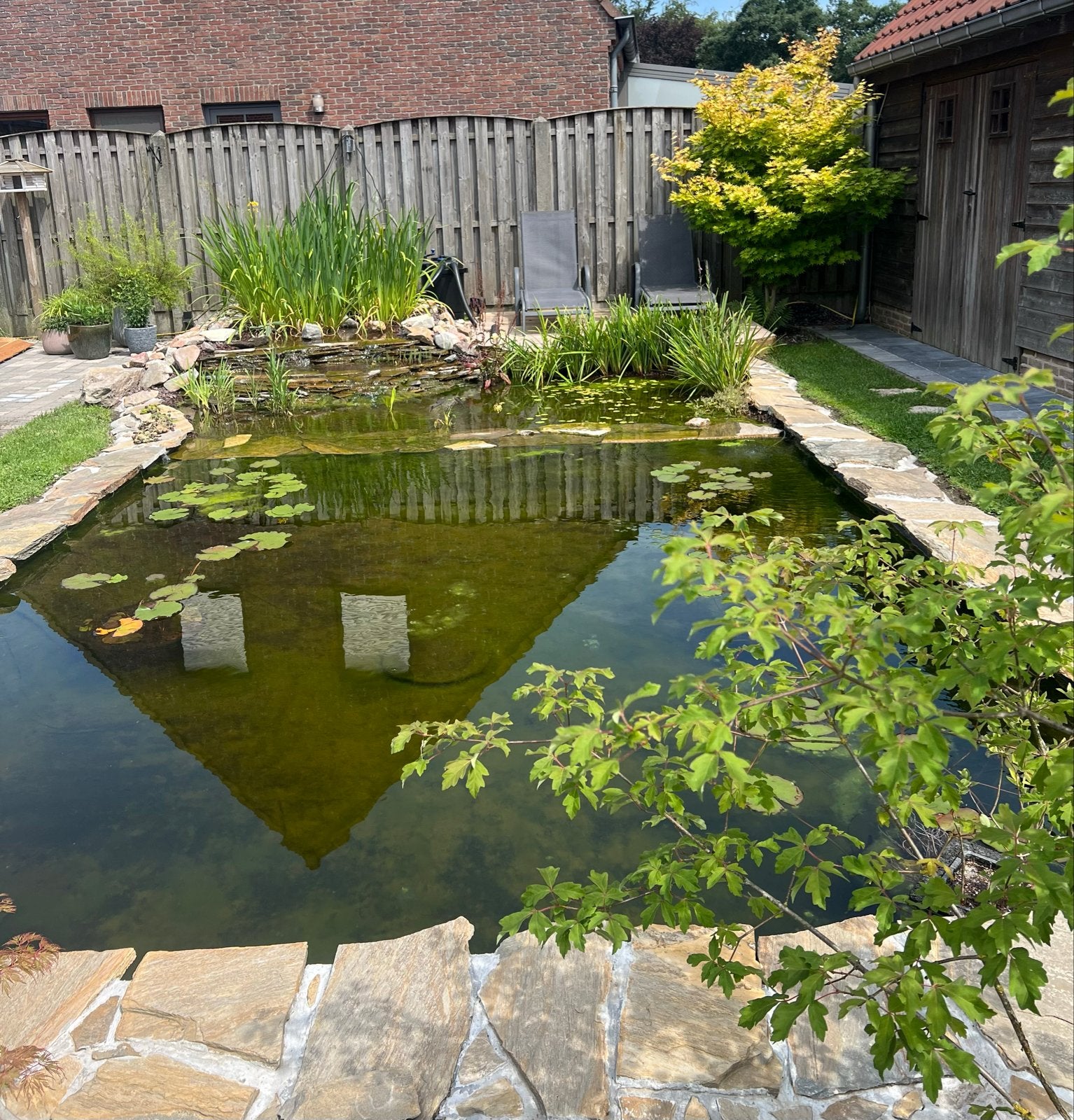 Koi karpers gezocht – beginners met vijver, Tuin en Terras, Vijvers, Ophalen, Zo goed als nieuw