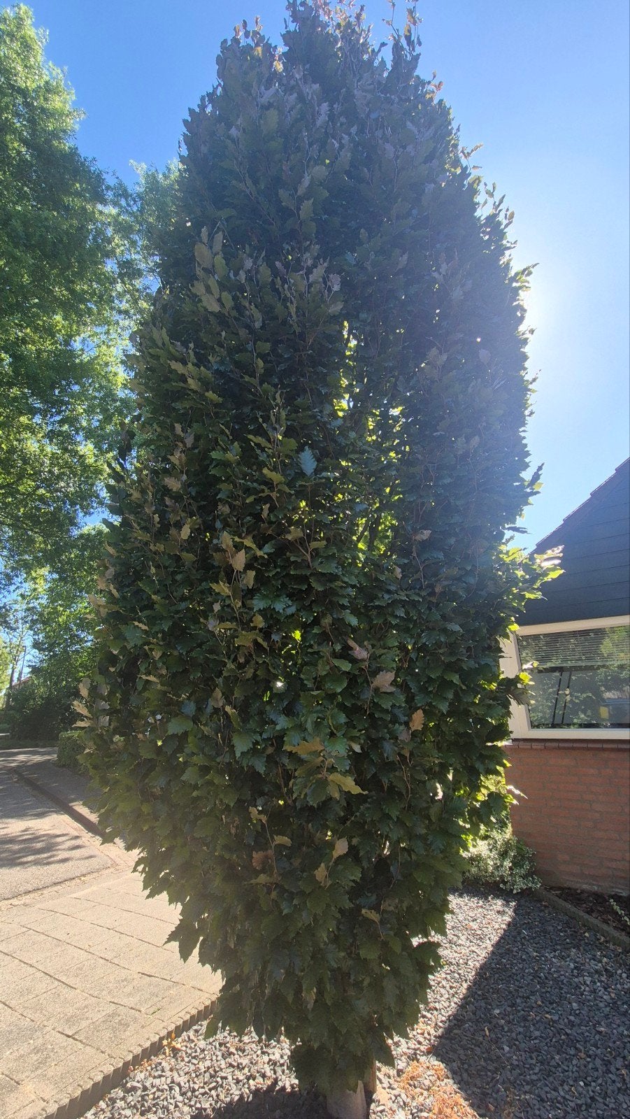 Zuilvormige Haagbeuk - Ideaal voor smalle hagen en opritten, Ophalen, Bloeit niet, Zuilboom, 400 cm of meer