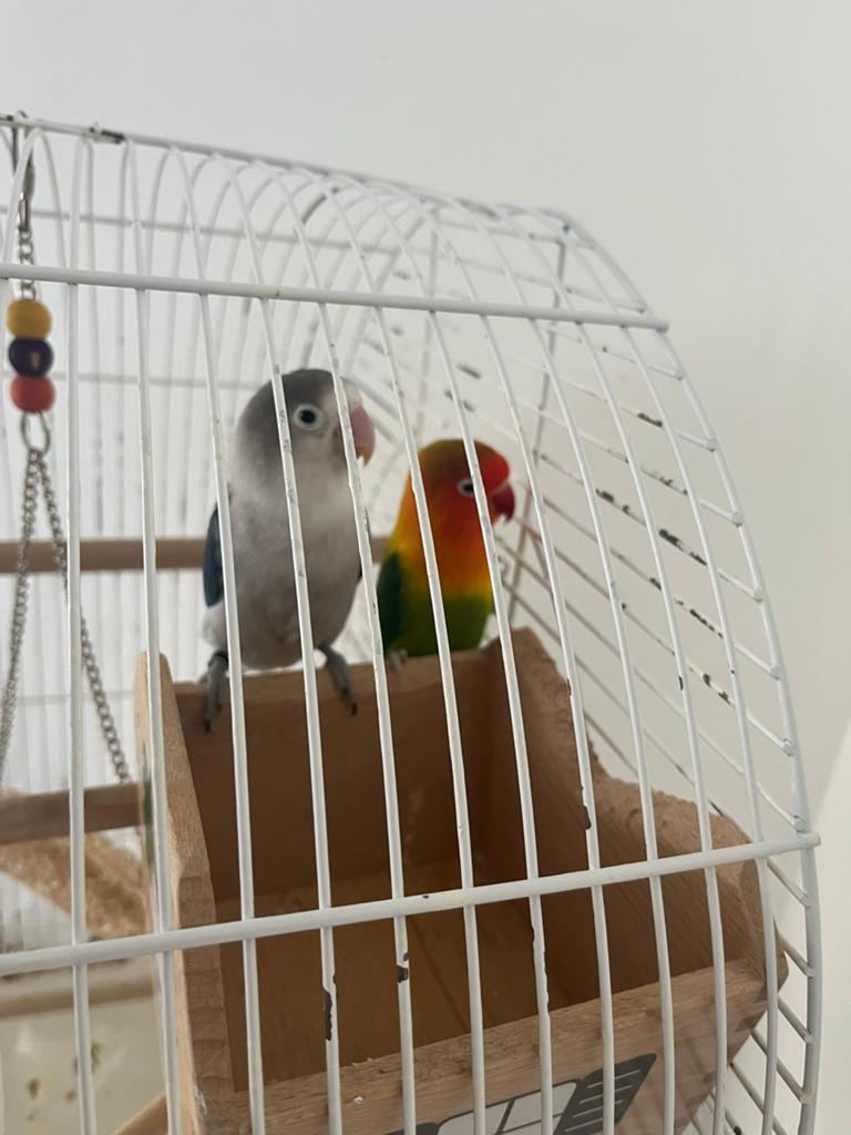 Dwergpapegaaien (Agapornis), Dieren en Toebehoren, Vogels | Parkieten en Papegaaien, Geslacht onbekend, Dwergpapegaai of Agapornis