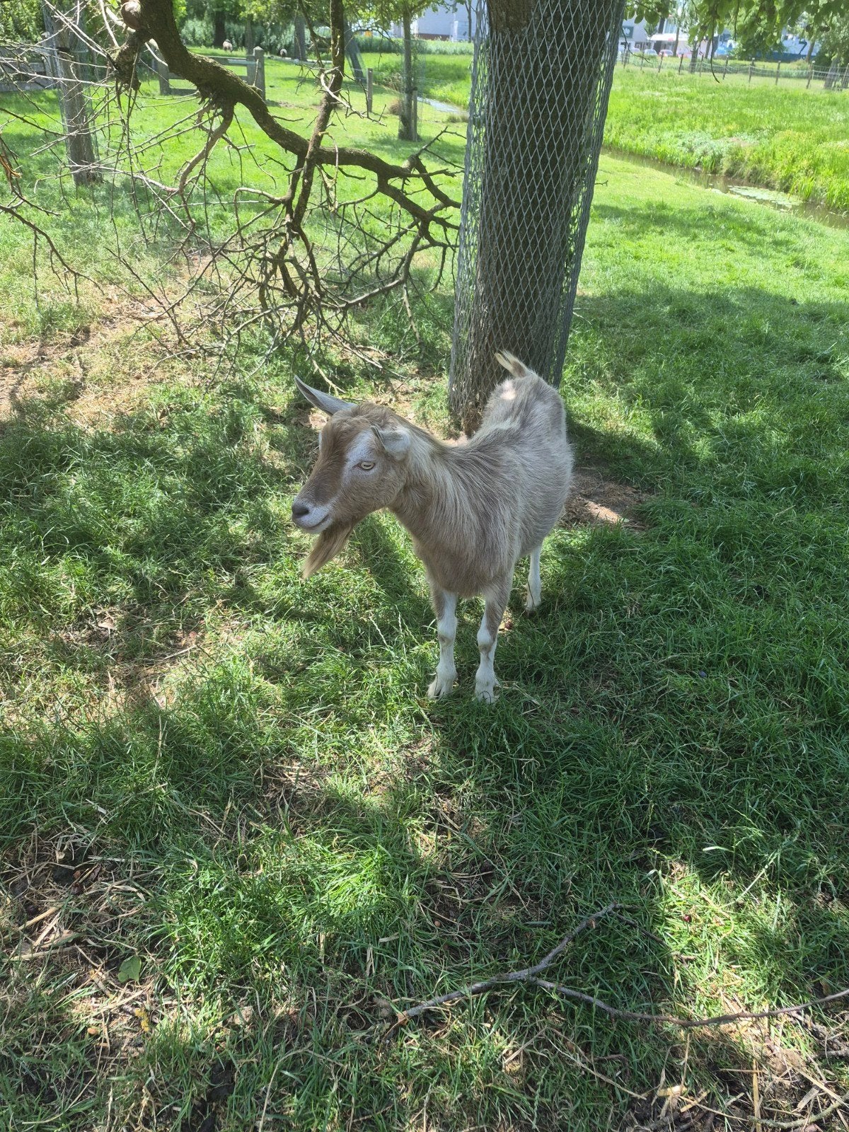 Toggenbruger bok, Dieren en Toebehoren, Schapen, Geiten en Varkens, Mannelijk, Geit, 0 tot 2 jaar