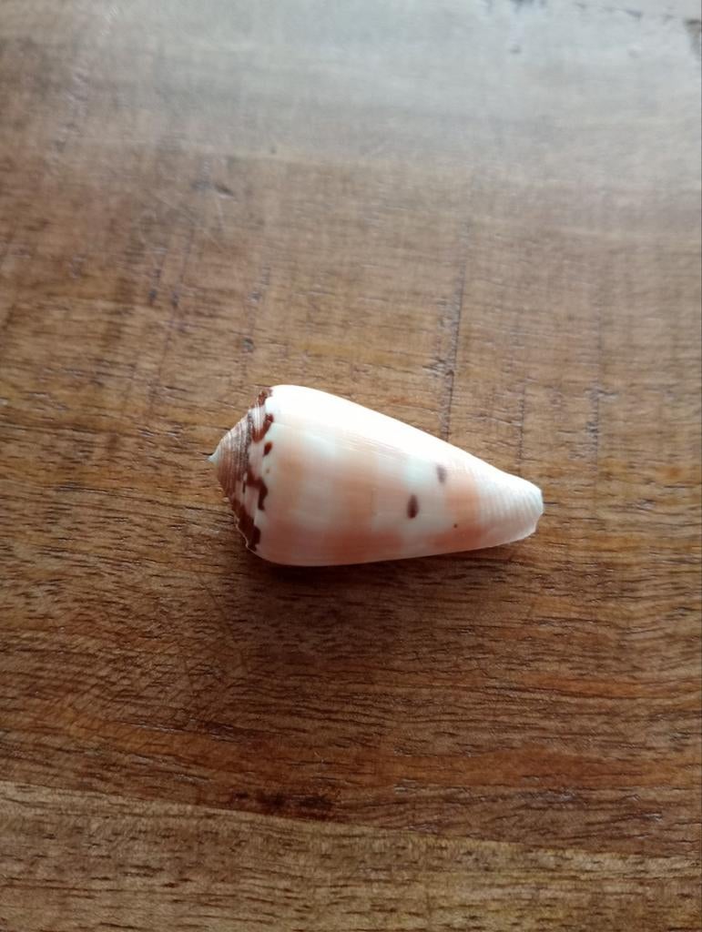 Conus gauguini, Verzamelen, Ophalen of Verzenden, Schelp(en)