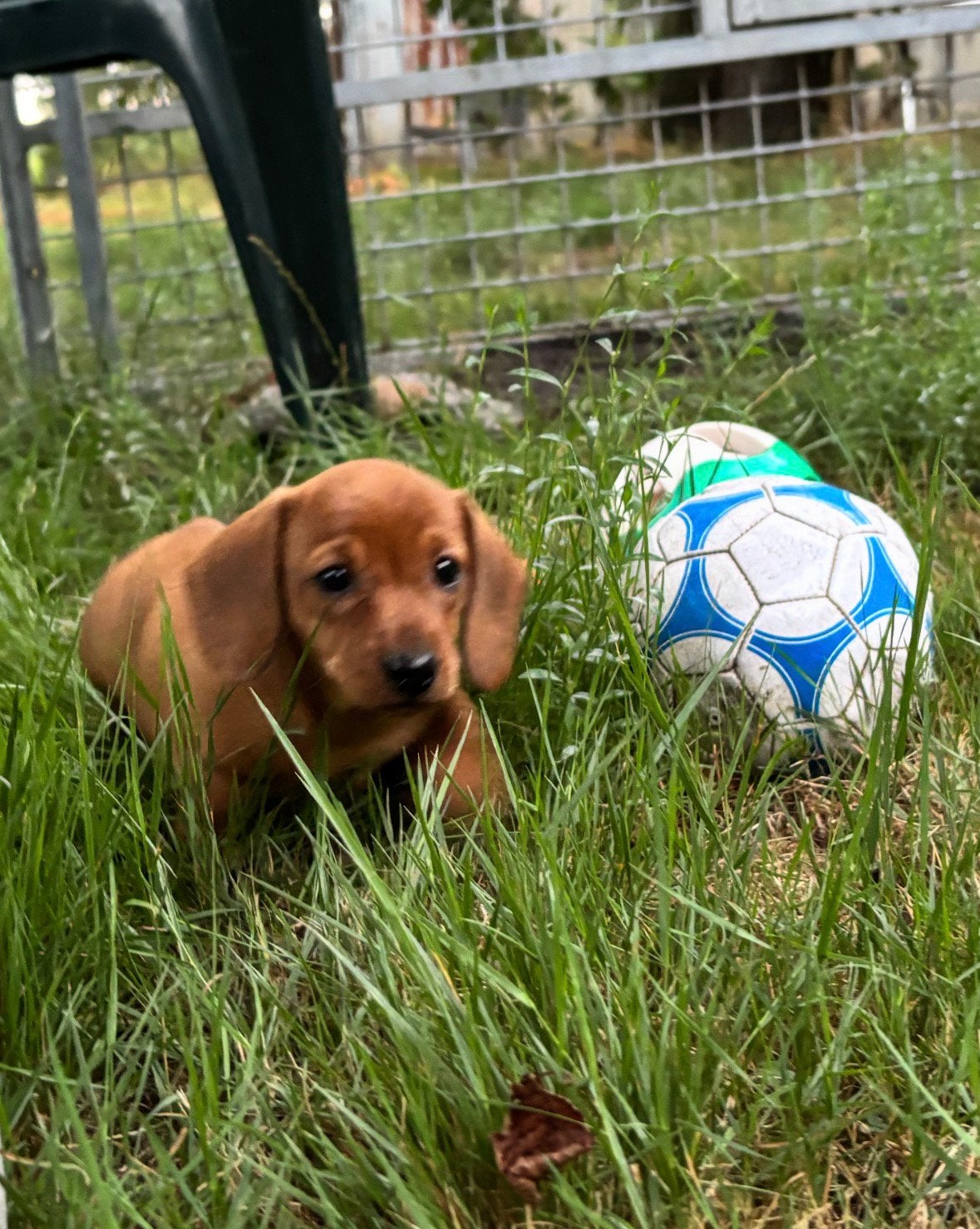 4 prachtige korthaar dwergteckel, dwerg teckel pups te koop., Parvo, 8 tot 15 weken, Korthaar, Dwerg