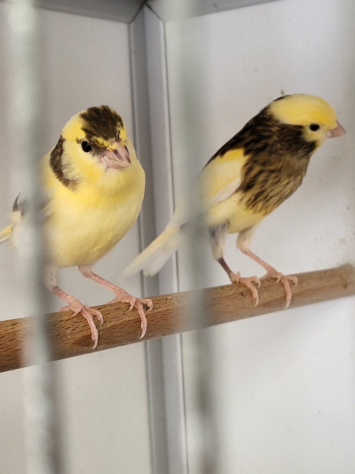 kanaries harlekijn jonge, Meerdere dieren, Kleurkanarie