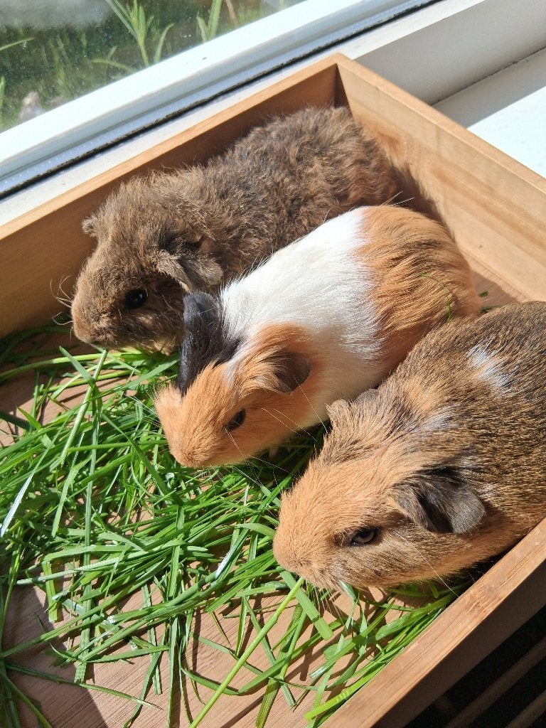 Leuke mooie cavia zeugjes, Dieren en Toebehoren, Knaagdieren, Cavia, Vrouwelijk, Mei, Tam
