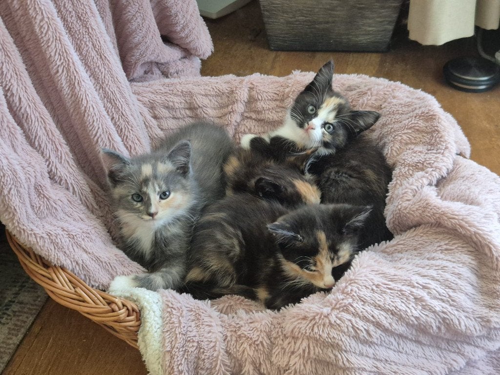 4 speelse Maine coon x Tuxedo poesjes, Poes, Langharig, 0 tot 2 jaar