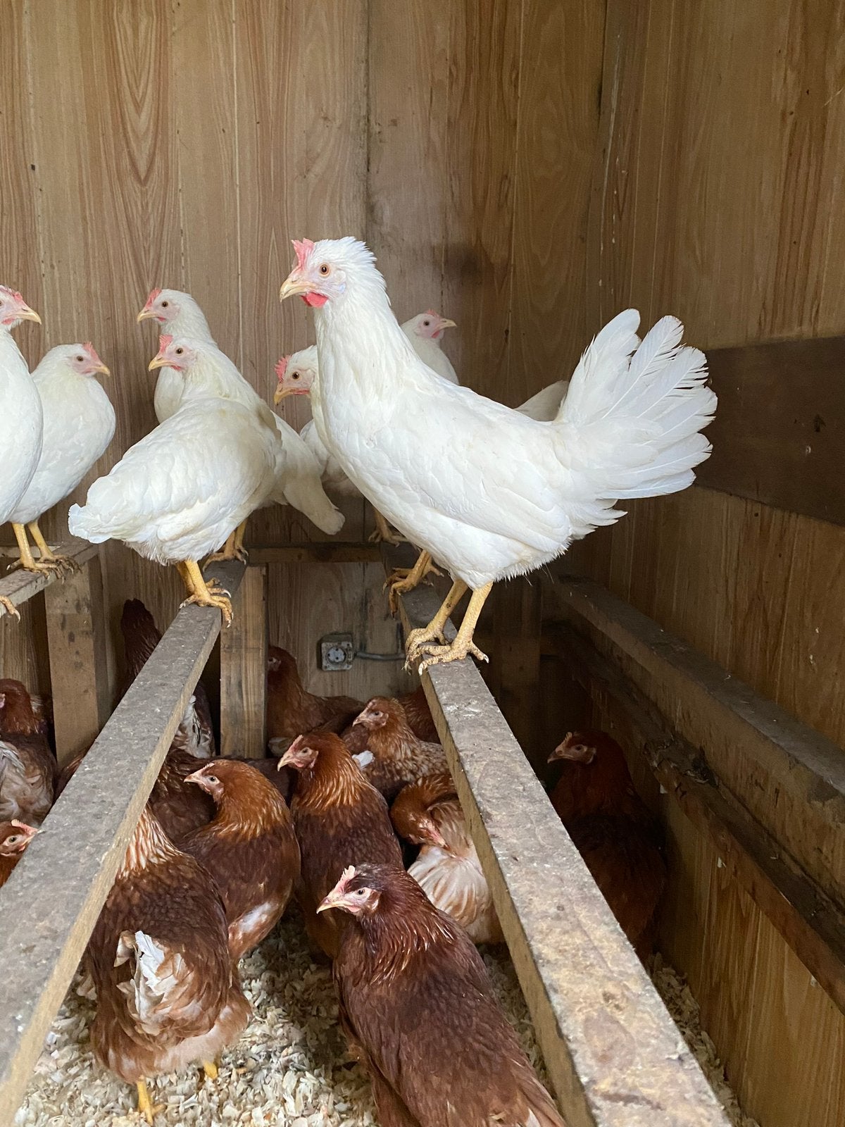 Weer vol op beschikbaar! Legkippen bruin en wit tegen de leg, Dieren en Toebehoren, Vrouwelijk, Kip