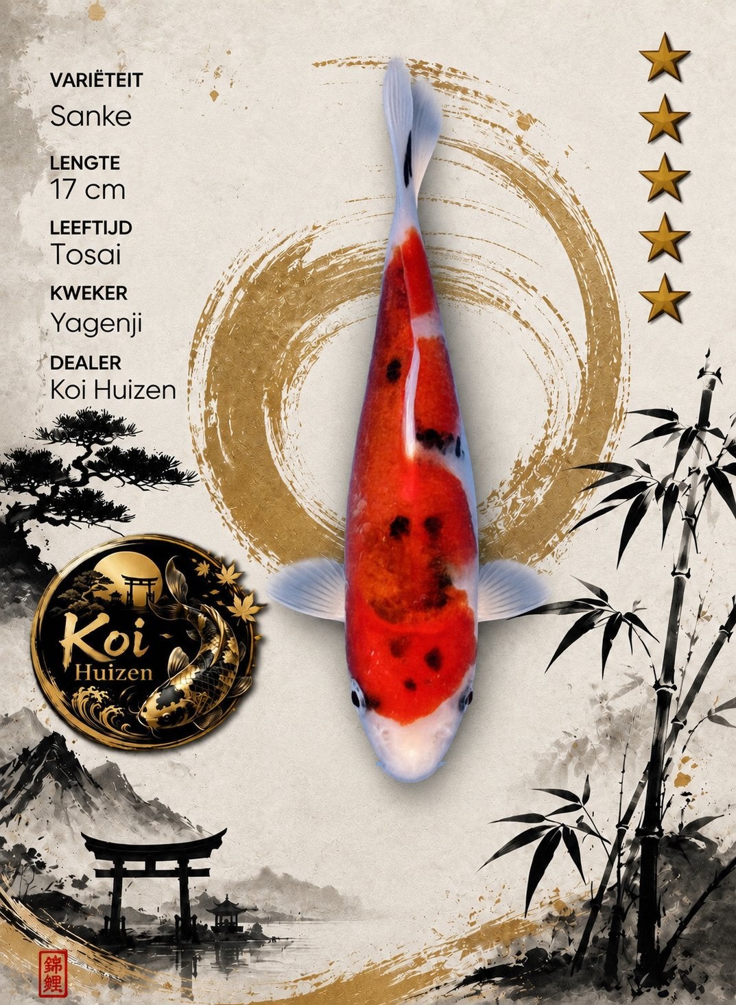 Sanke Koi 17cm, Karper of Koi