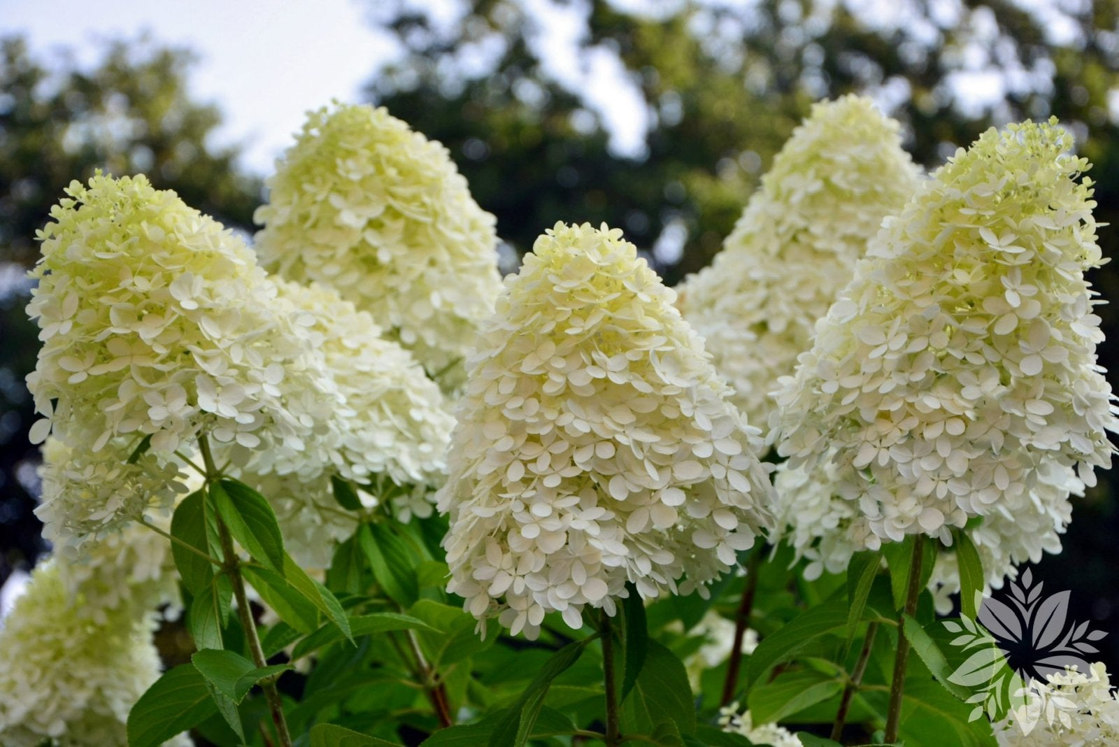 Hydrangea paniculata 'Limelight’ - Pluimhortensia 2,5 L, Ophalen of Verzenden, Hortensia, Minder dan 100 cm