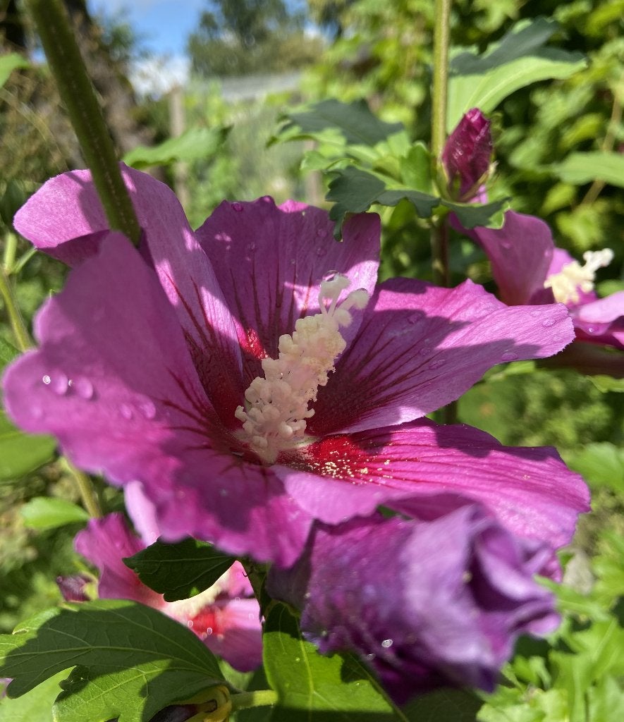 Foto 5 van Hibiscus syriacus 'Russian Violet', Bio
