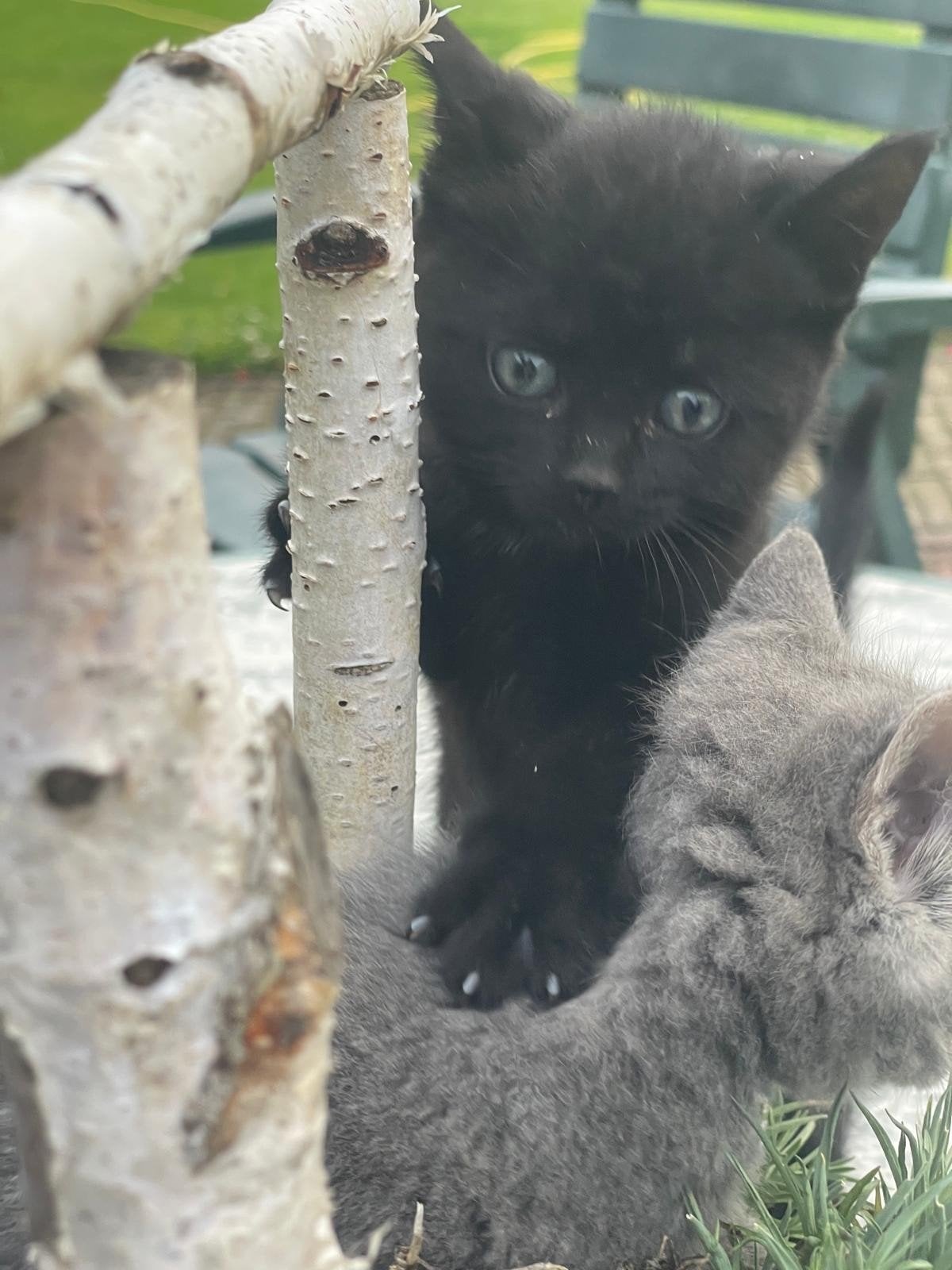 Mooi zwart katertje, Kater, Kortharig, 0 tot 2 jaar