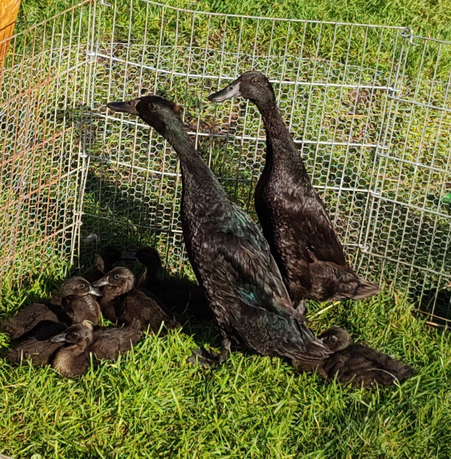 Kuikens Indische loopeenden 3 weken oud, Dieren en Toebehoren, Pluimvee, Geslacht onbekend, Eend