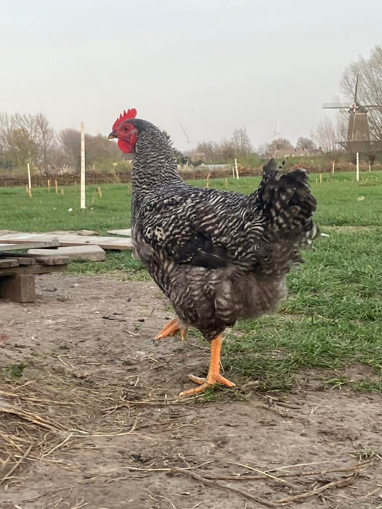 Jonge haan, Dieren en Toebehoren, Mannelijk, Kip